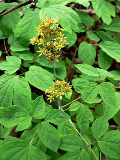 {Caulophyllum thalictroides}